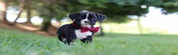 Boxer dogs for sale: Lane - Ad 9