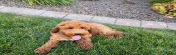 Cockapoo dogs for sale: Sam - Ad 4