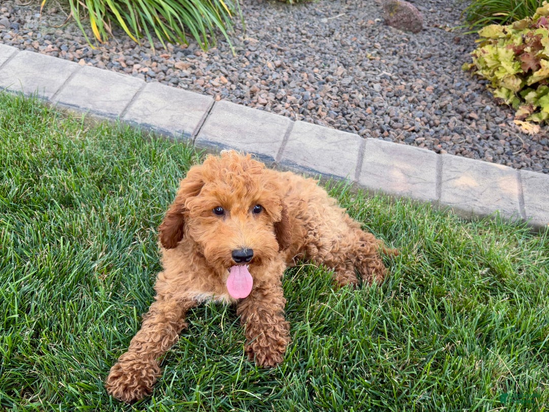 Cockapoo dogs for sale: Sam - Ad 4