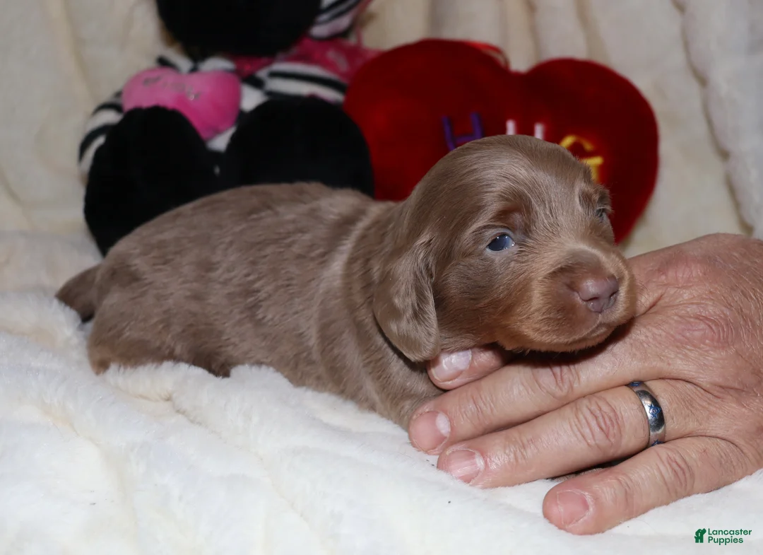Miniature Dachshund dogs for sale: Isaac - Ad 9