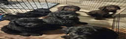 Labradoodle dogs for sale: Labradoodle purple collar - Ad 7
