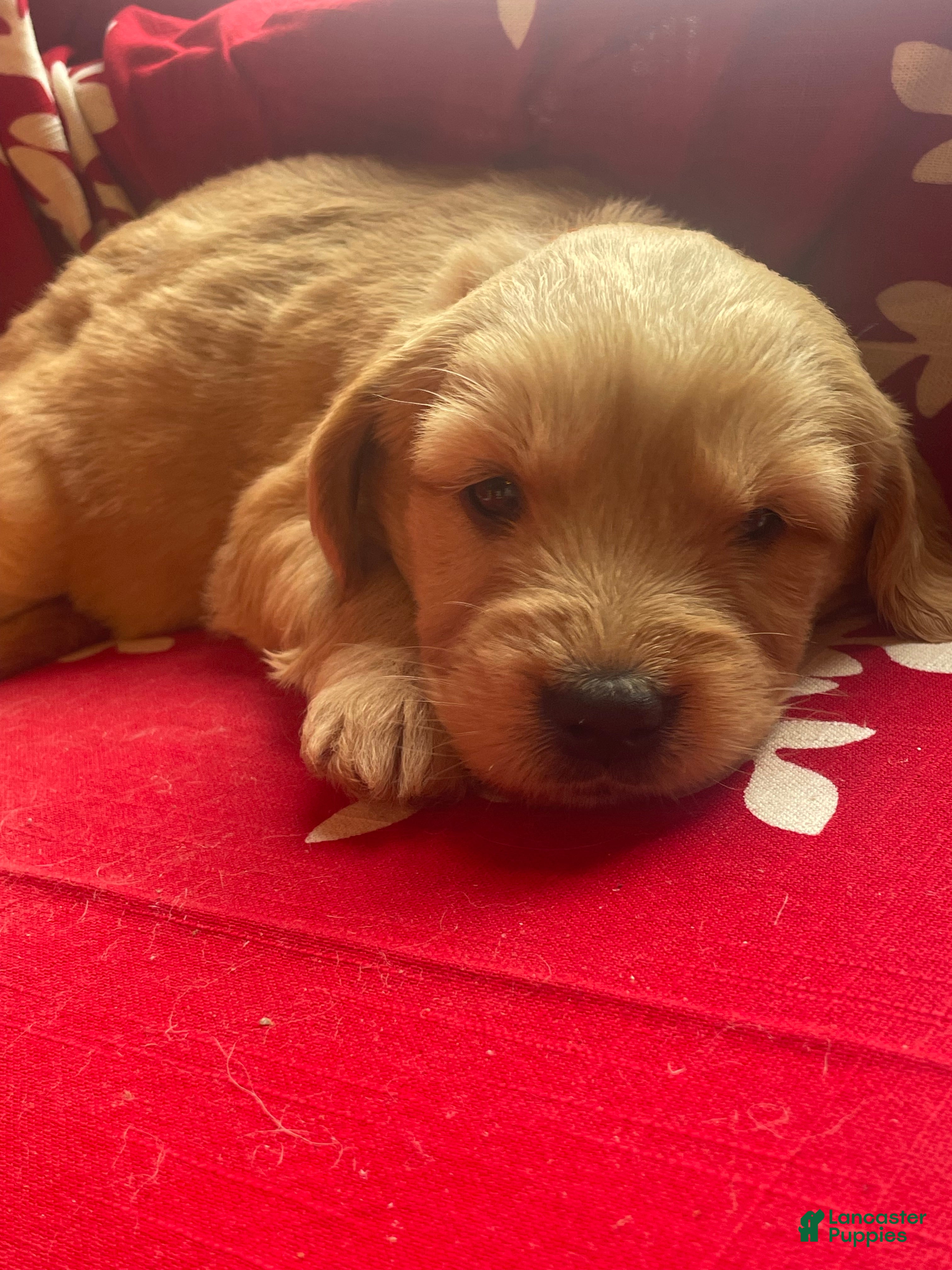 Goldendoodle dogs Goldendoodle Puppy 3 - Ad 9