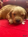 Goldendoodle Puppy 3
