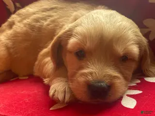 Goldendoodle dogs Goldendoodle Puppy 3 - Ad 9