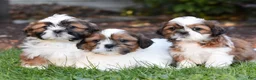 Shih Tzu dogs for sale: Autumn - Ad 4