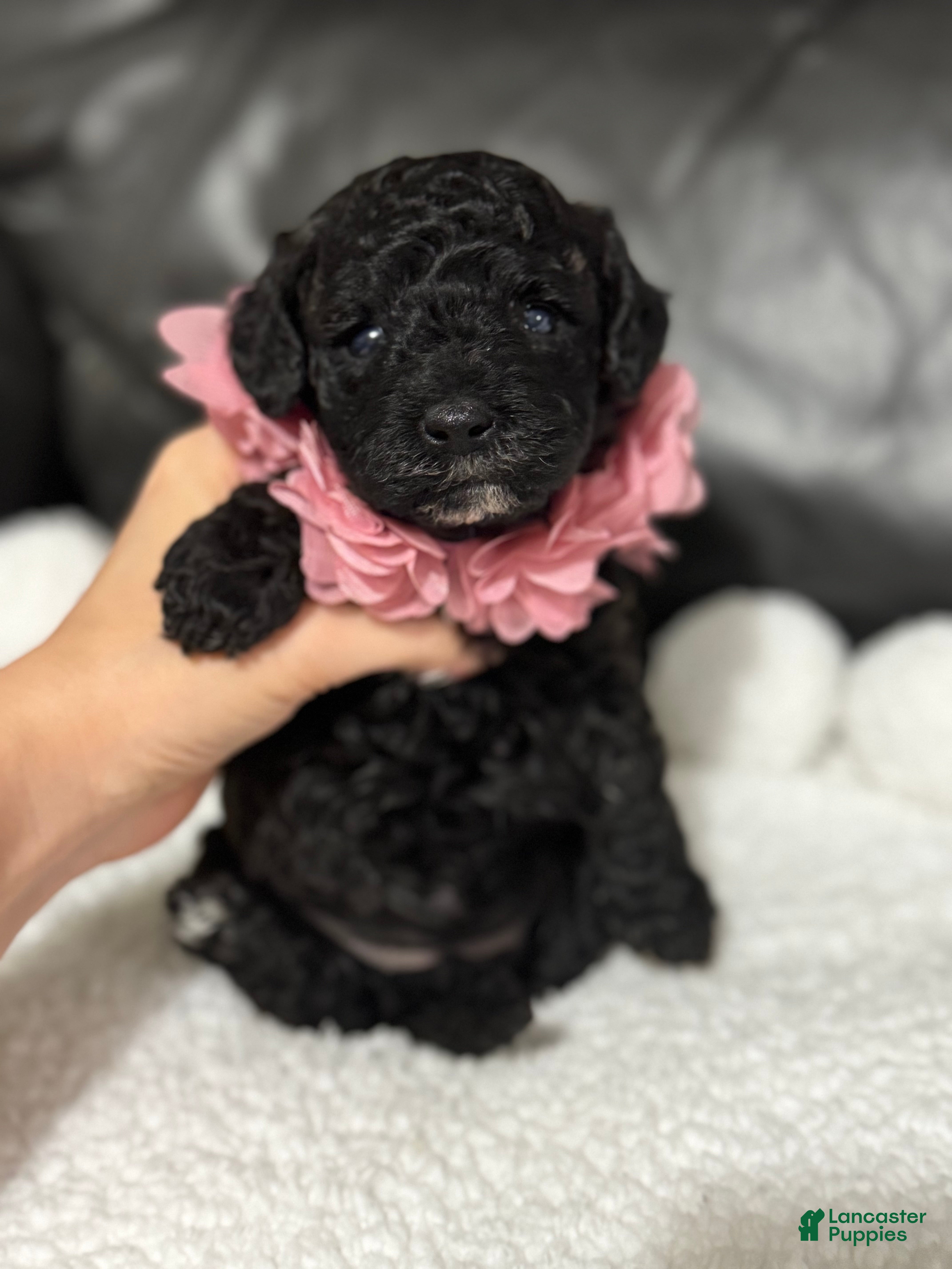 Cavapoo dogs Luvie - Ad 27