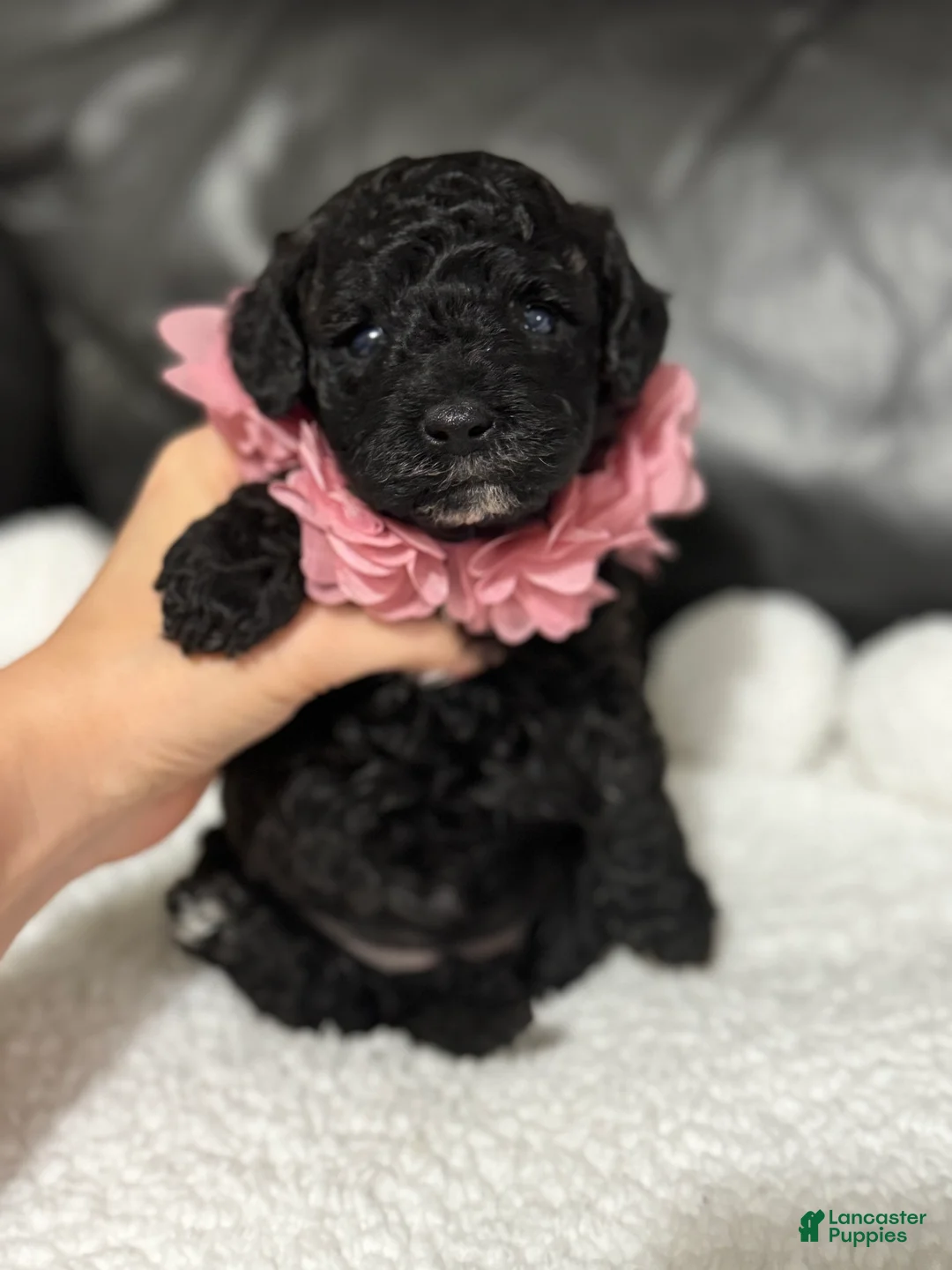 Cavapoo dogs for sale: Luvie - Ad 1