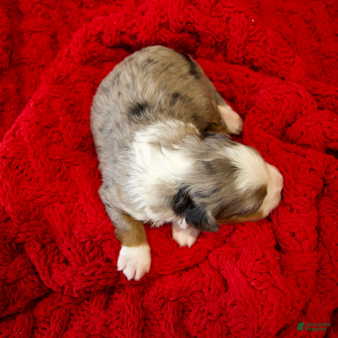 Mini Bernedoodle dogs for sale: Holly Girl - Ad 10