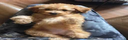 Miniature Poodle dogs for sale: Miniature Poodle 2 - Ad 3