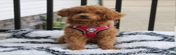 Toy Poodle dogs for sale: Carson - Ad 12