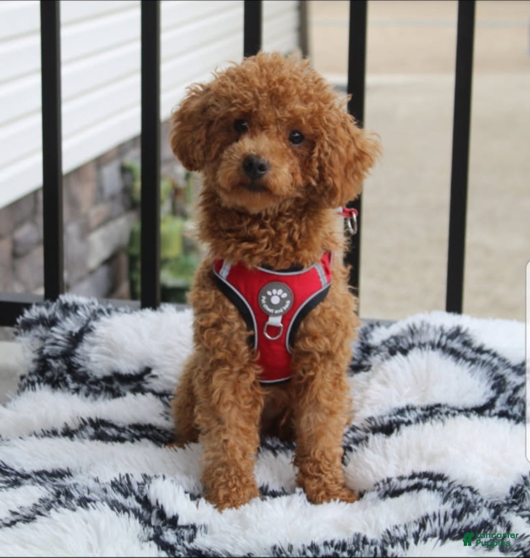Toy Poodle dogs for sale: Carson - Ad 12