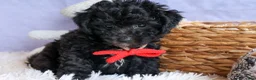 Bichpoo dogs for sale: NOEL - Ad 13