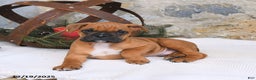 Boxer dogs for sale: Hero - Ad 3