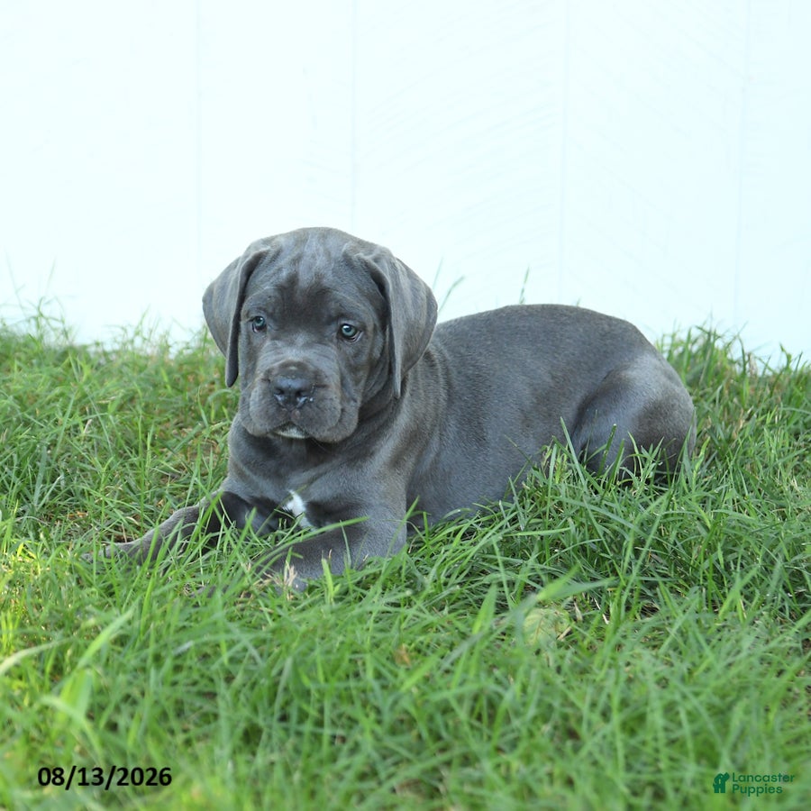 Cane Corso dogs River - Ad 2