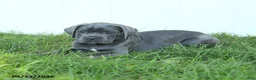 Cane Corso dogs for sale: River - Ad 7