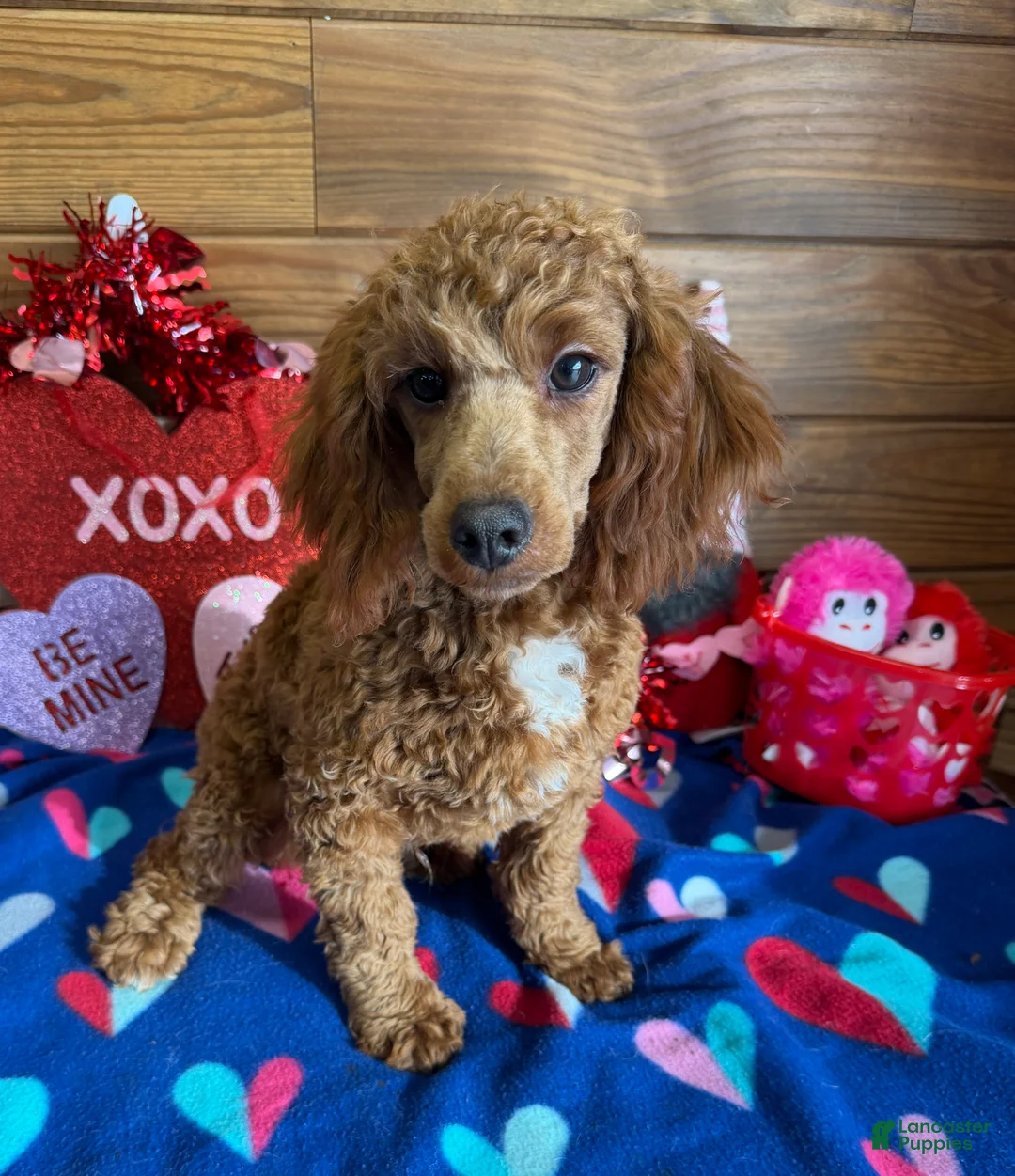 Toy Poodle dogs for sale: Atlas - Ad 4