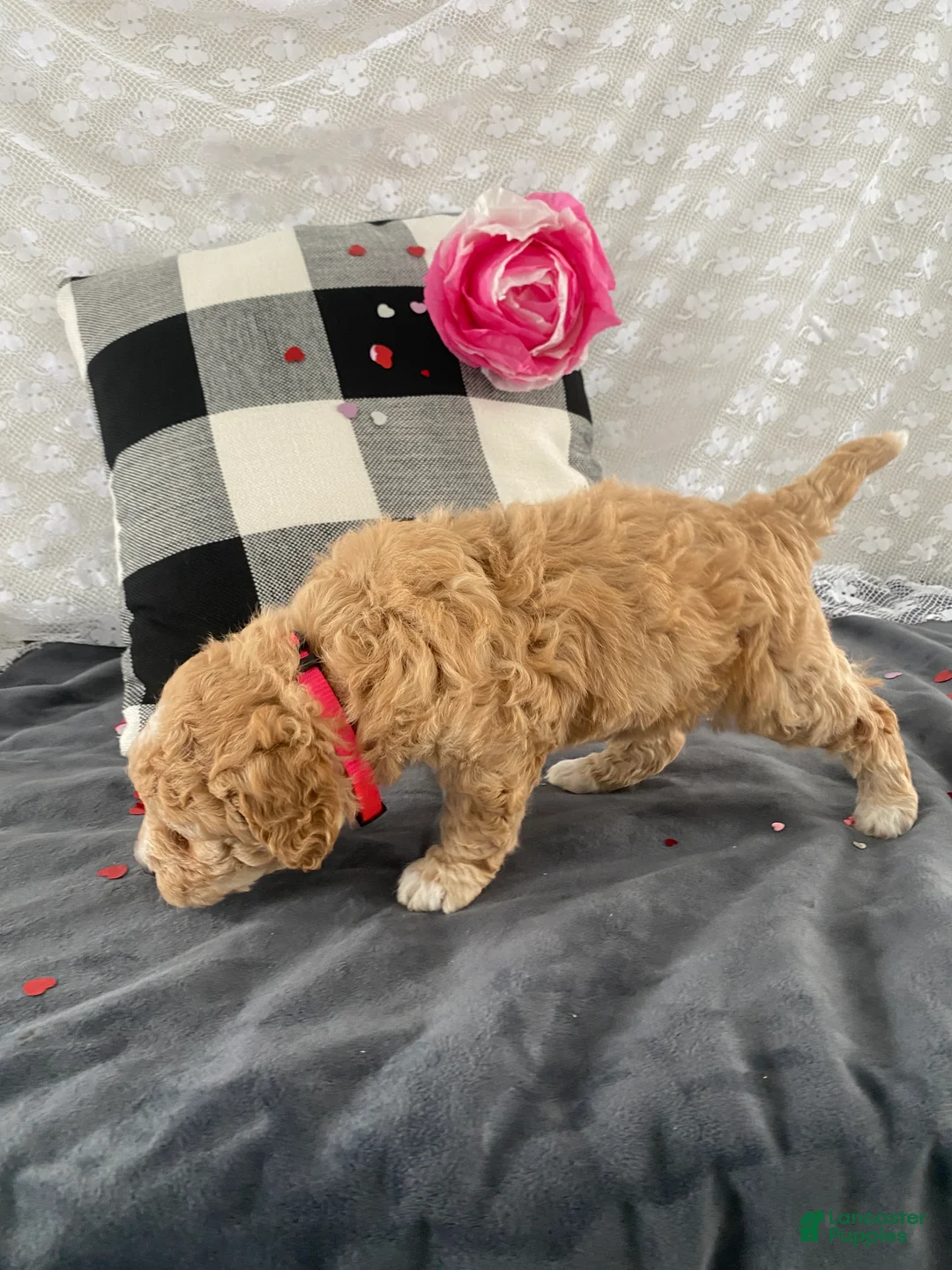 Mixed Breed dogs for sale: Kit - Ad 3