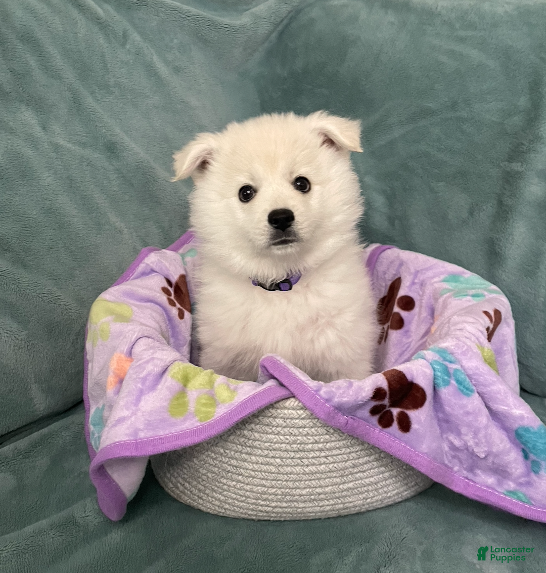 American Eskimo dogs for sale: Brie - Ad 3