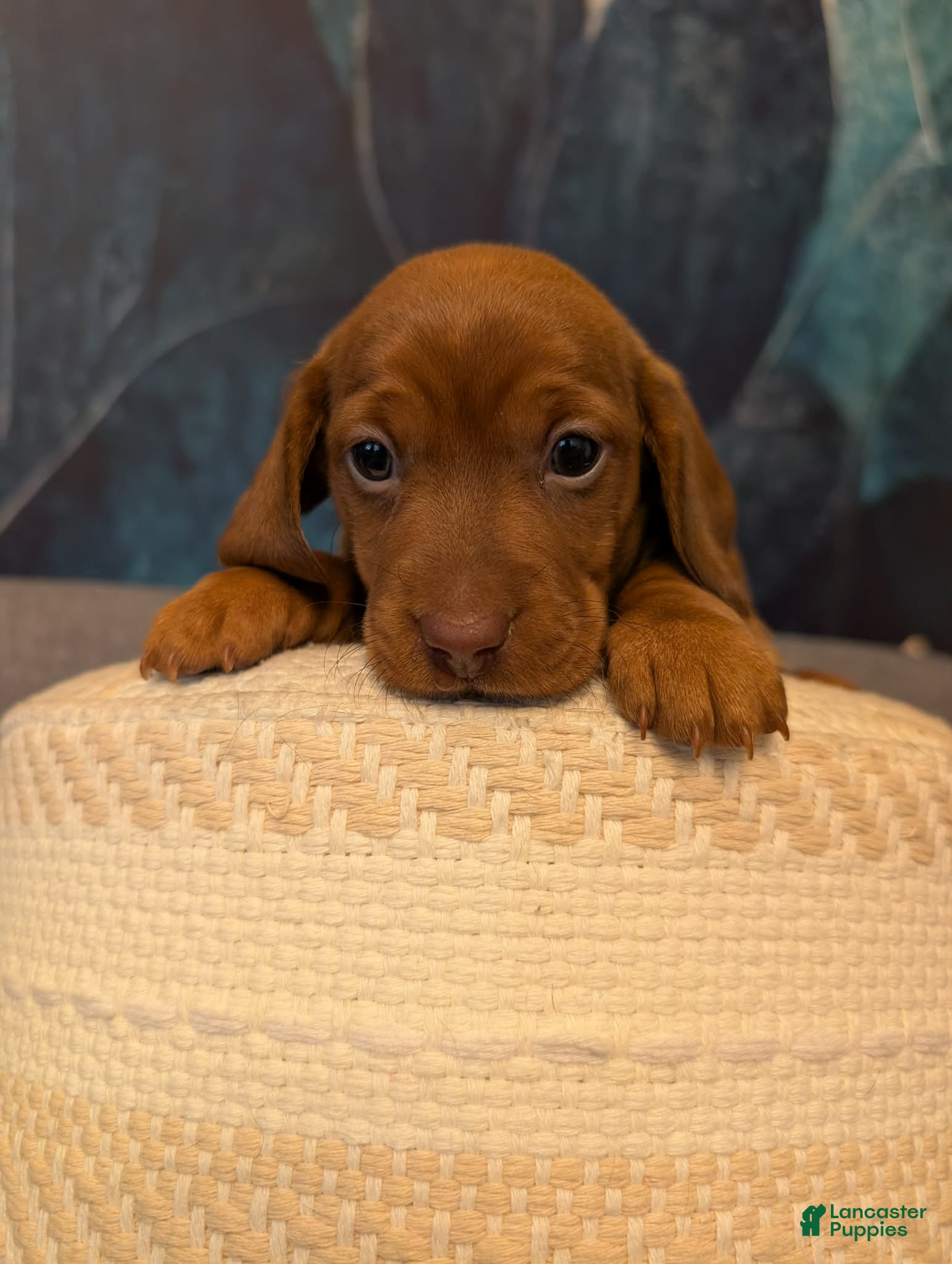 Miniature Dachshund dogs Pumpkin  - Ad 2