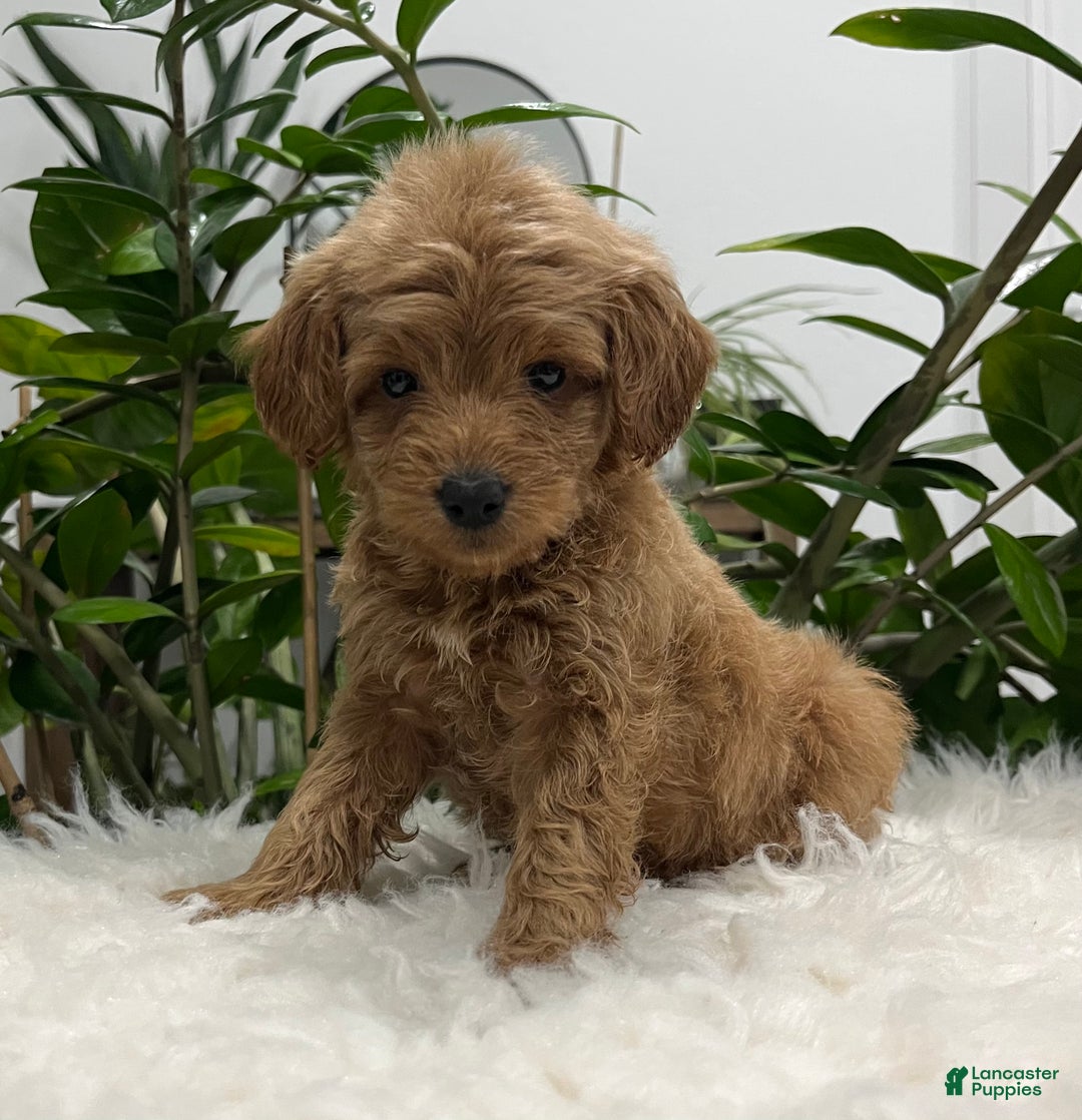 Mini Goldendoodle dogs for sale: Dixie  - Ad 4