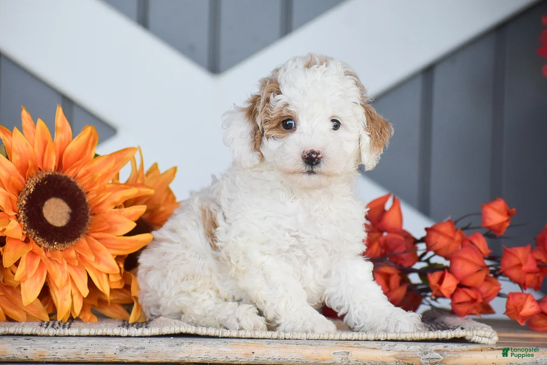 Miniature Poodle dogs for sale: Rockwell - Ad 1