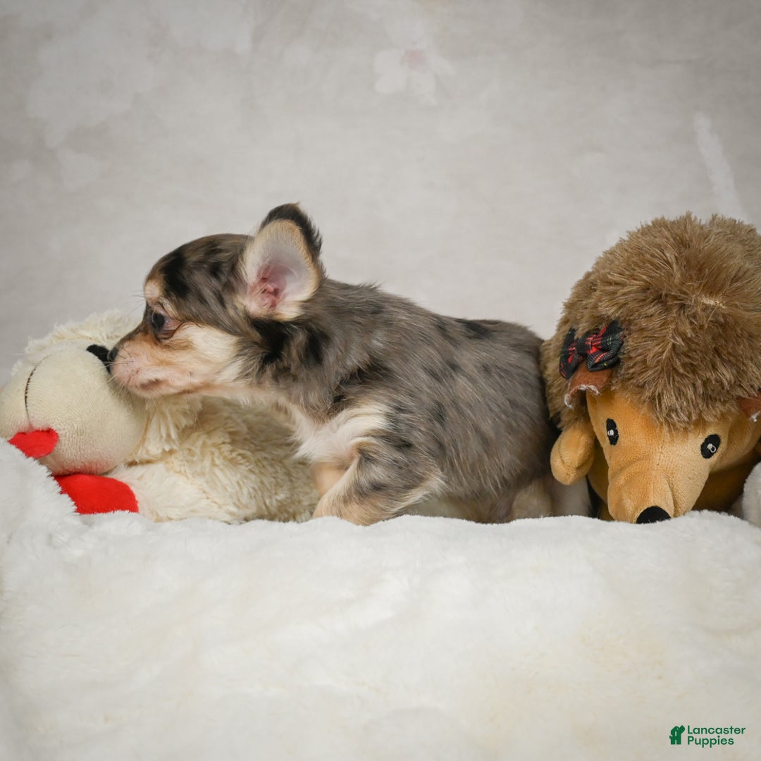 Chihuahua dogs for sale: Geronimo - Ad 8