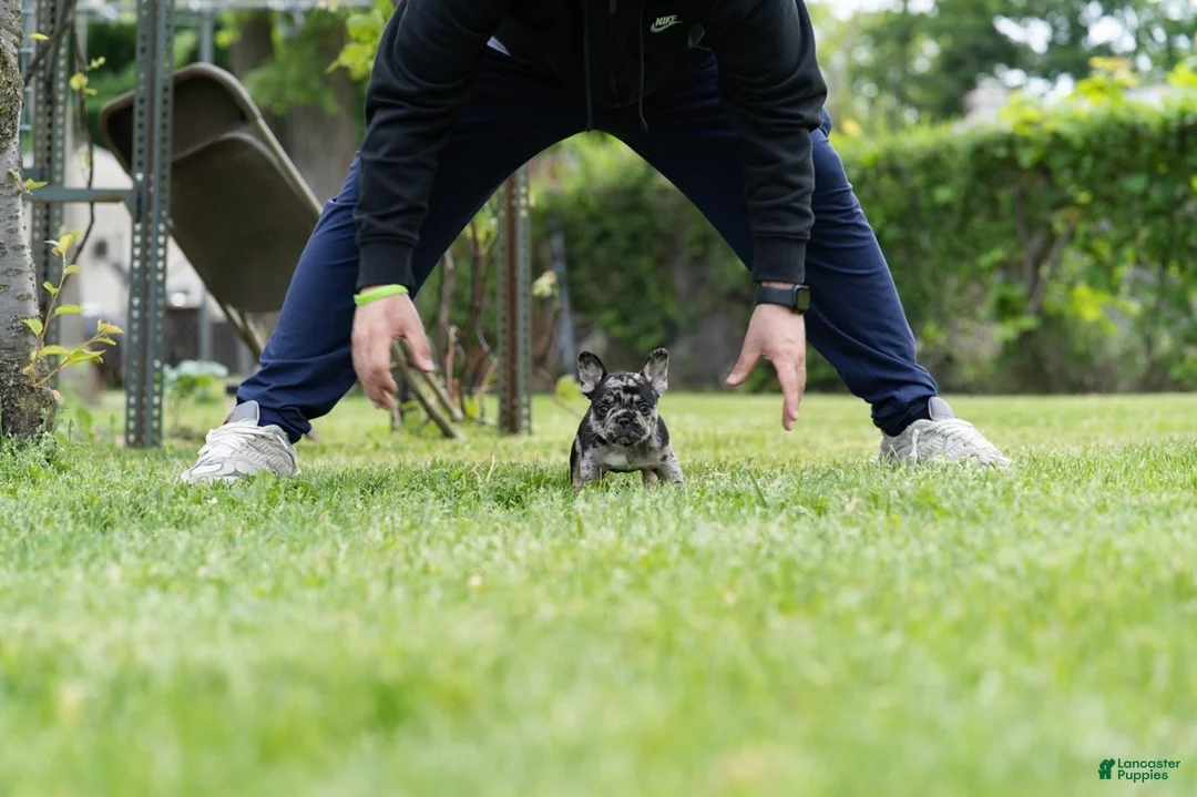 French Bulldog dogs for sale: French Bulldog Puppy 3 - Ad 2
