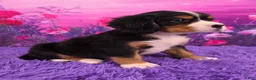 Miniature Bernese Mountain Dog dogs for sale: Sparkler - Ad 2