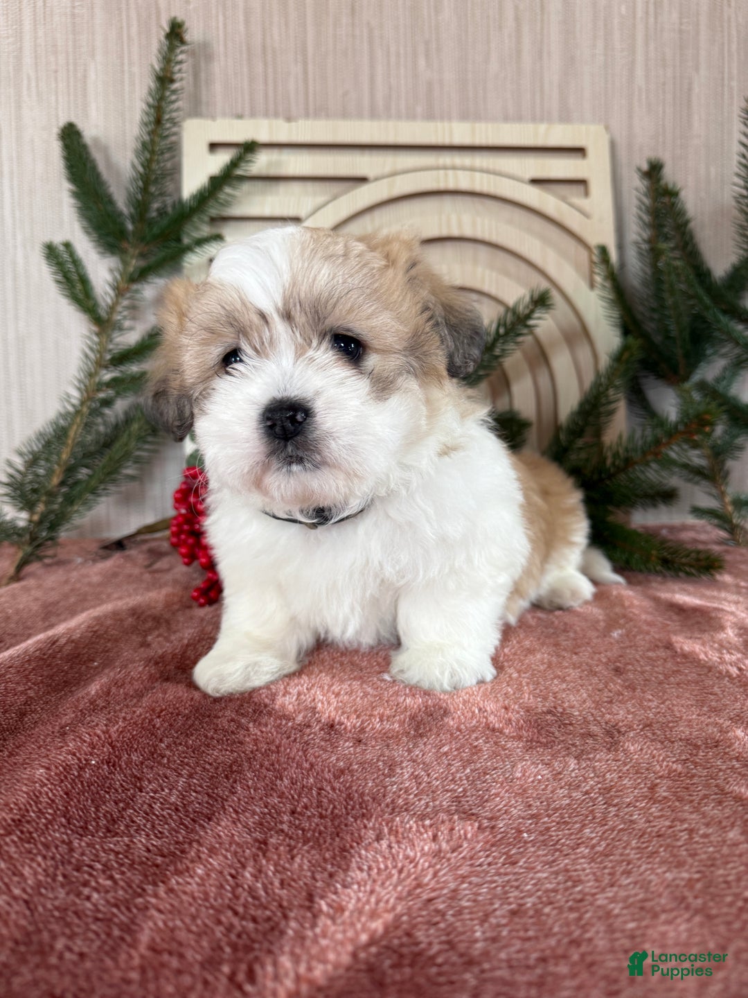 Teddy Bear dogs for sale: Sally - Ad 2
