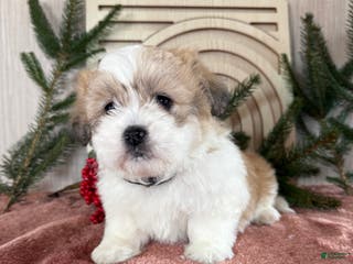 Teddy Bear dogs Sally - Ad 27