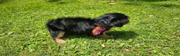 Mixed Breed dogs for sale: Mixed Breed 1 - Ad 4
