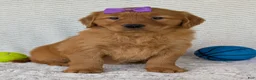 Golden Retriever dogs for sale: Miss Summer  - Ad 8