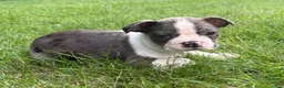 Boston Terrier dogs for sale: Boston Terrier  - Ad 13