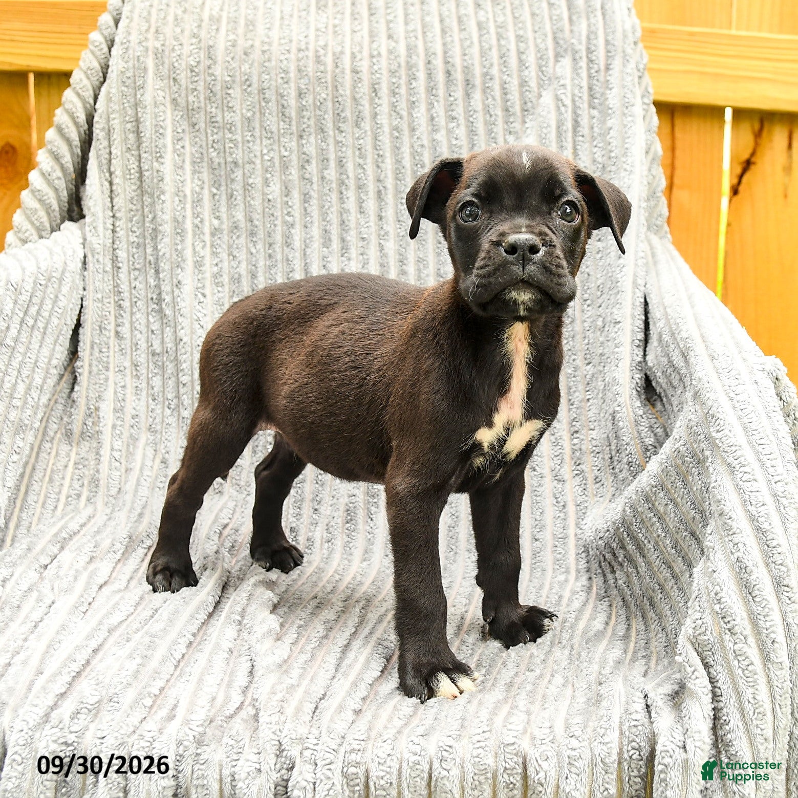 Mixed Breed dogs Ryan - Ad 1