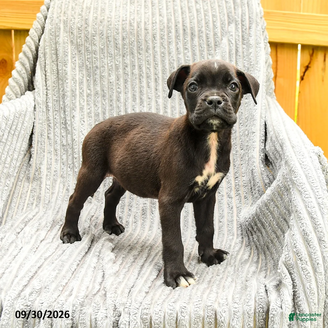 Mixed Breed dogs for sale: Ryan - Ad 1