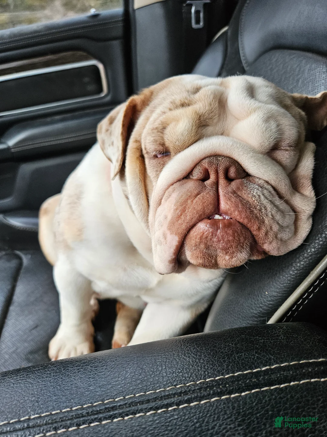 English Bulldog dogs for sale: English Bulldog Puppy 1 - Ad 2