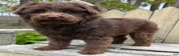 Mini Bernedoodle dogs for sale: 💗IN BOSTON MASSACHUSETTS AREA💗TINY CHOCOLATE DOODLE GIRL💗 - Ad 5