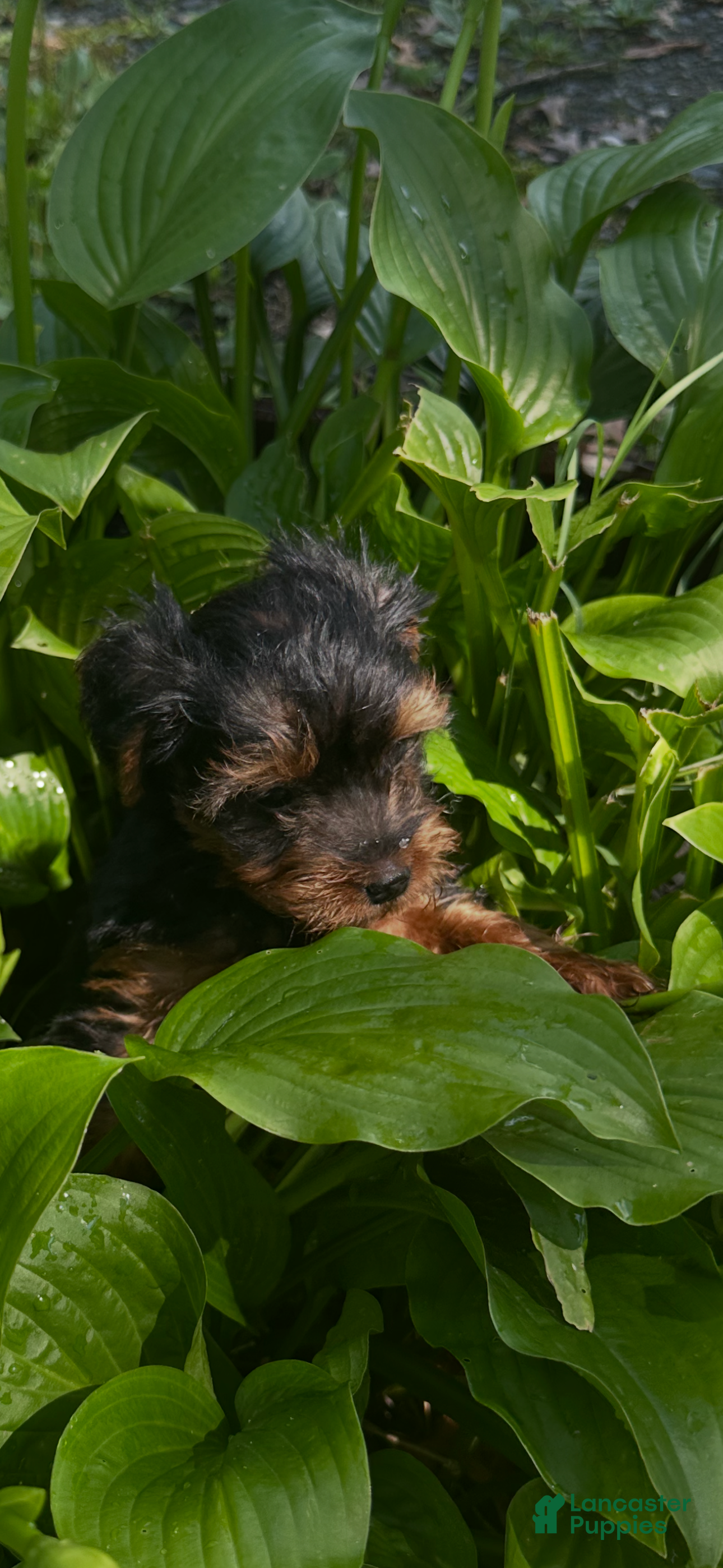 Yorkiepoo dogs for sale: Jasper - Ad 2