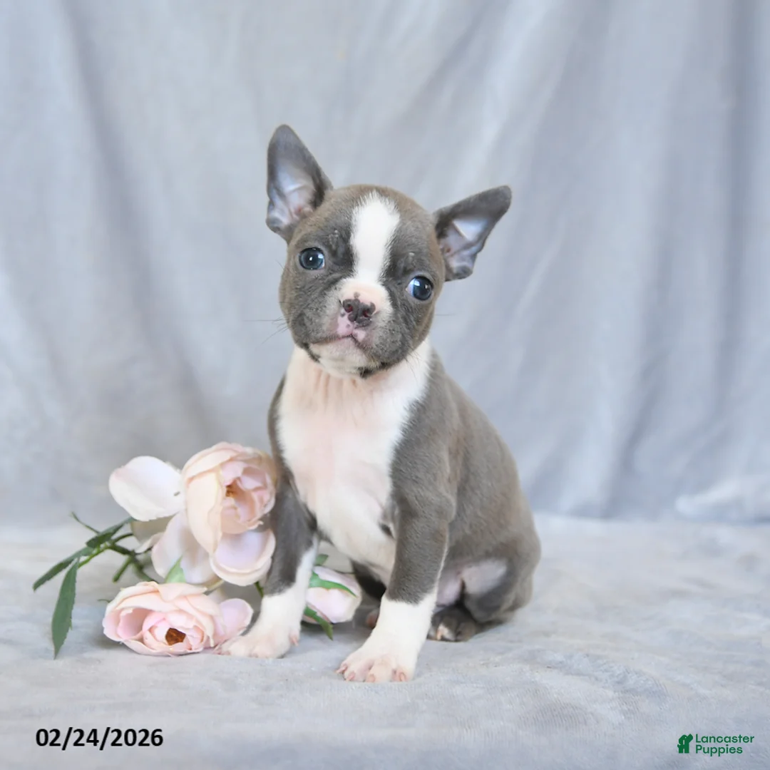Boston Terrier dogs for sale: Fritz - Ad 4