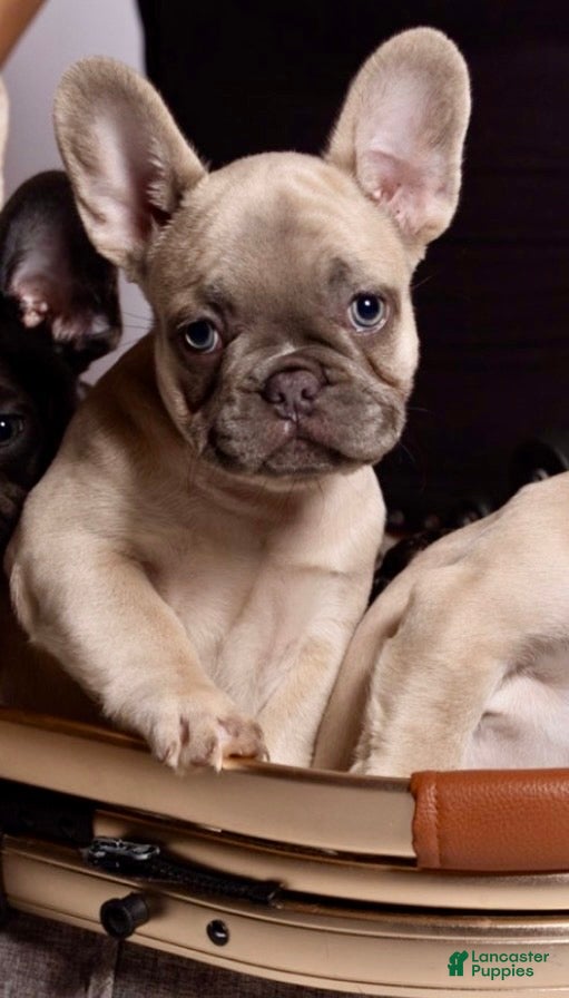 French Bulldog dogs French Bulldog Puppy 6 - Ad 2