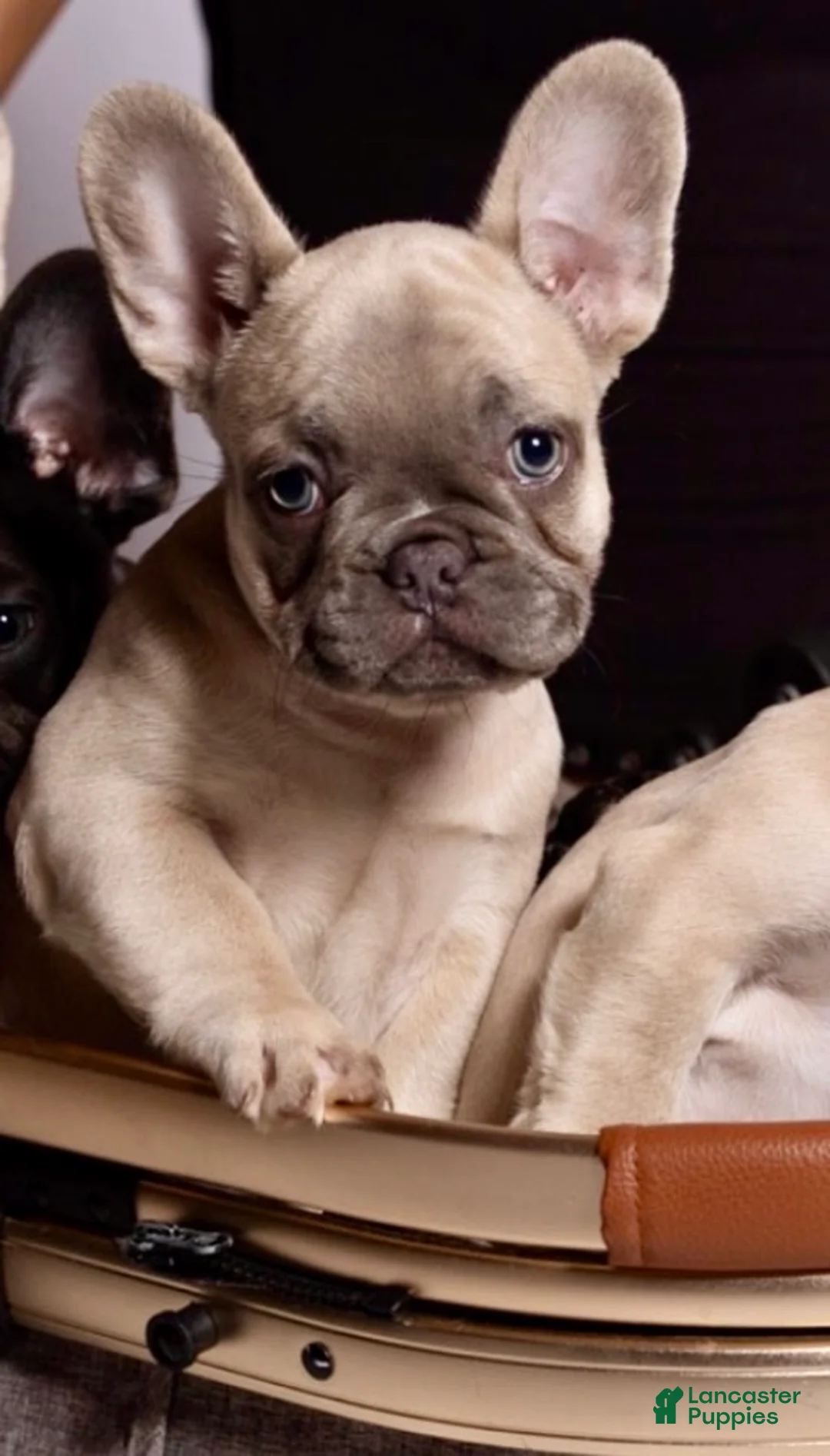 French Bulldog dogs for sale: French Bulldog Puppy 6 - Ad 2