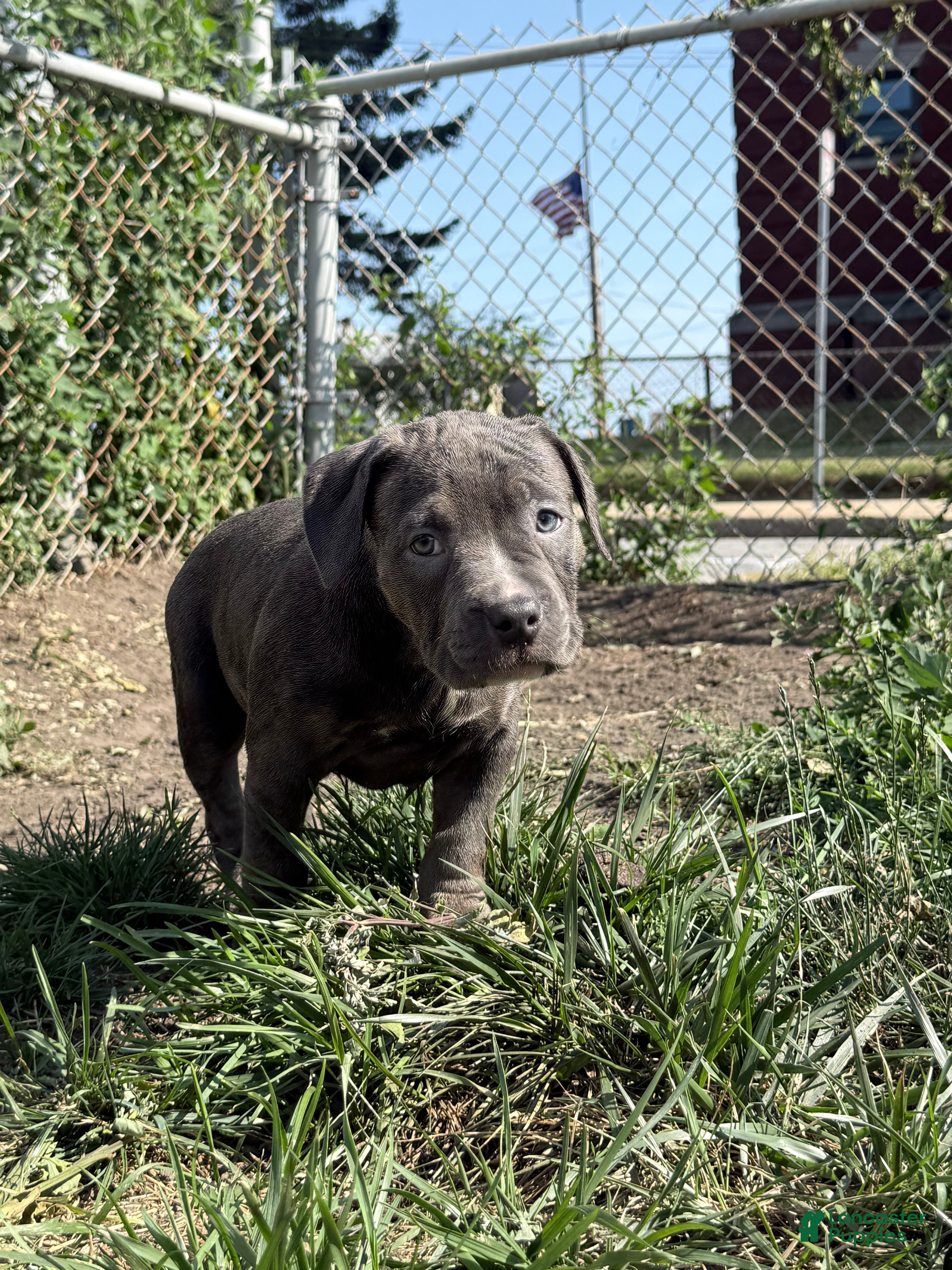 American Bully dogs Sugar - Ad 24