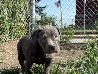 American Bully dogs Sugar - Ad 24