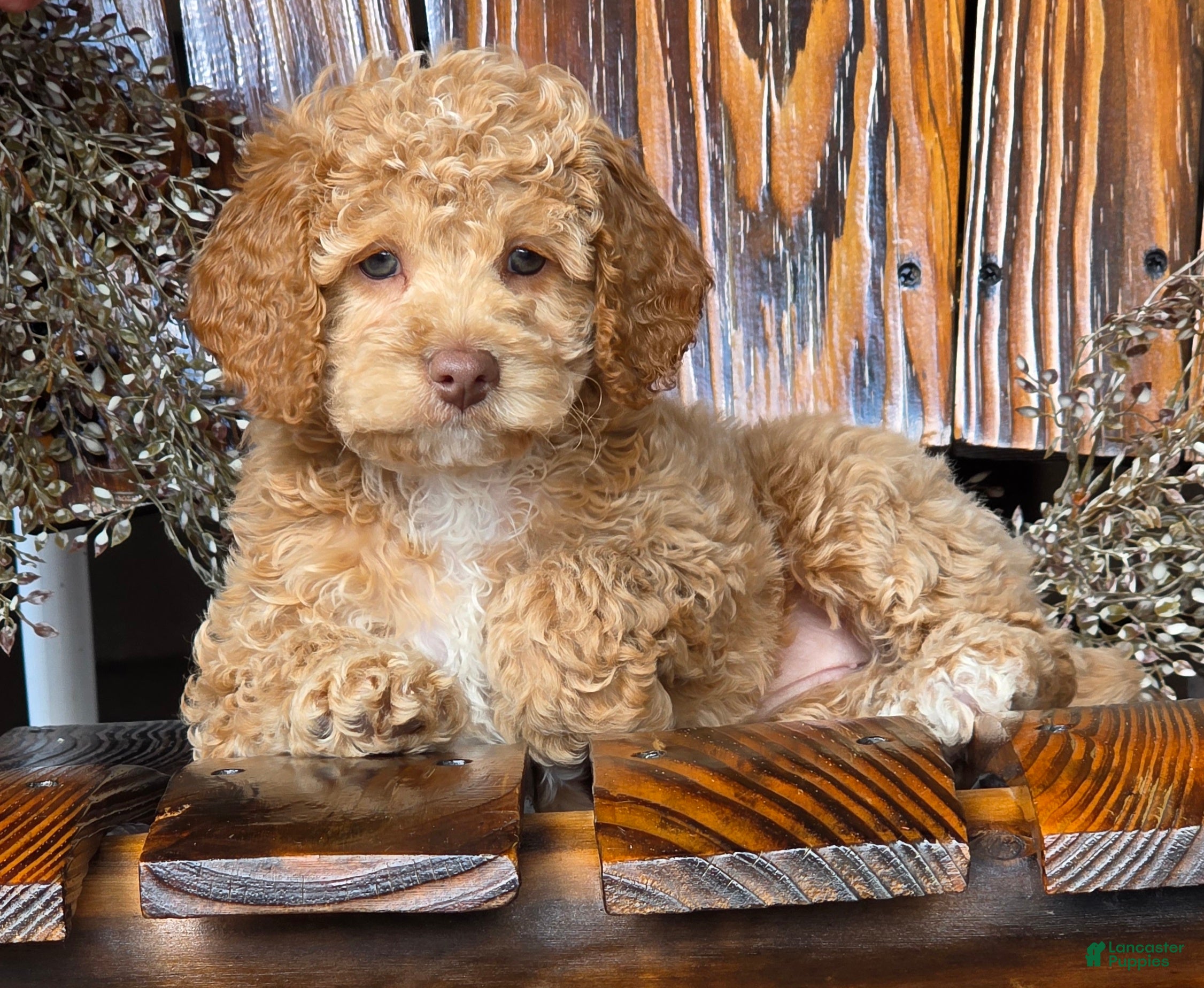 Cockapoo dogs for sale: Hazel - Ad 1