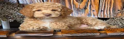 Cockapoo dogs for sale: Hazel - Ad 1