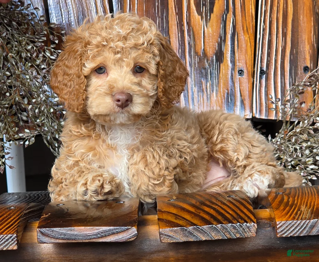 Cockapoo dogs for sale: Hazel - Ad 1