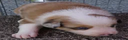 Border Collie dogs for sale: BLAKE - Ad 12