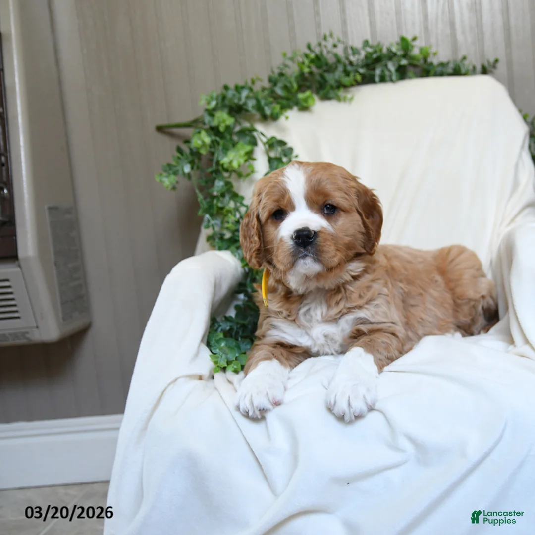 Miniature Golden Retriever dogs for sale: Jordan - Ad 2