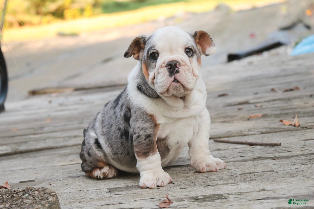 English Bulldog dogs for sale: Tina English Bulldog  - Ad 1
