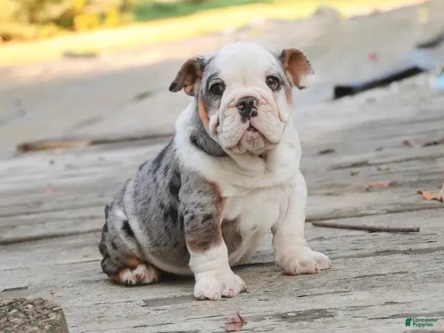 English Bulldog dogs for sale: Tina English Bulldog - Ad 1